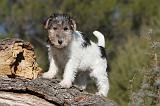 FOX TERRIER 421